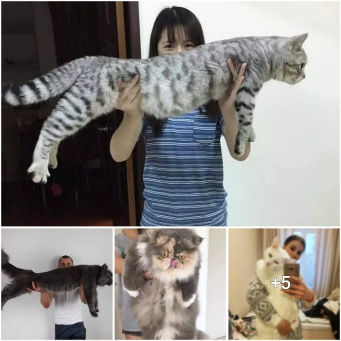 The Fascinating World of Giant Cats: A Glimpse into their Enormous Size and Unique Characteristics