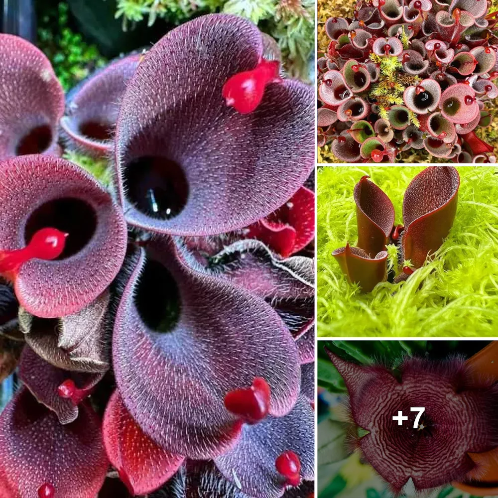 Dive into the Fascinating World of Carnivorous Plants: Engaging Video Quiz of Nature’s Most Extraordinary Predators