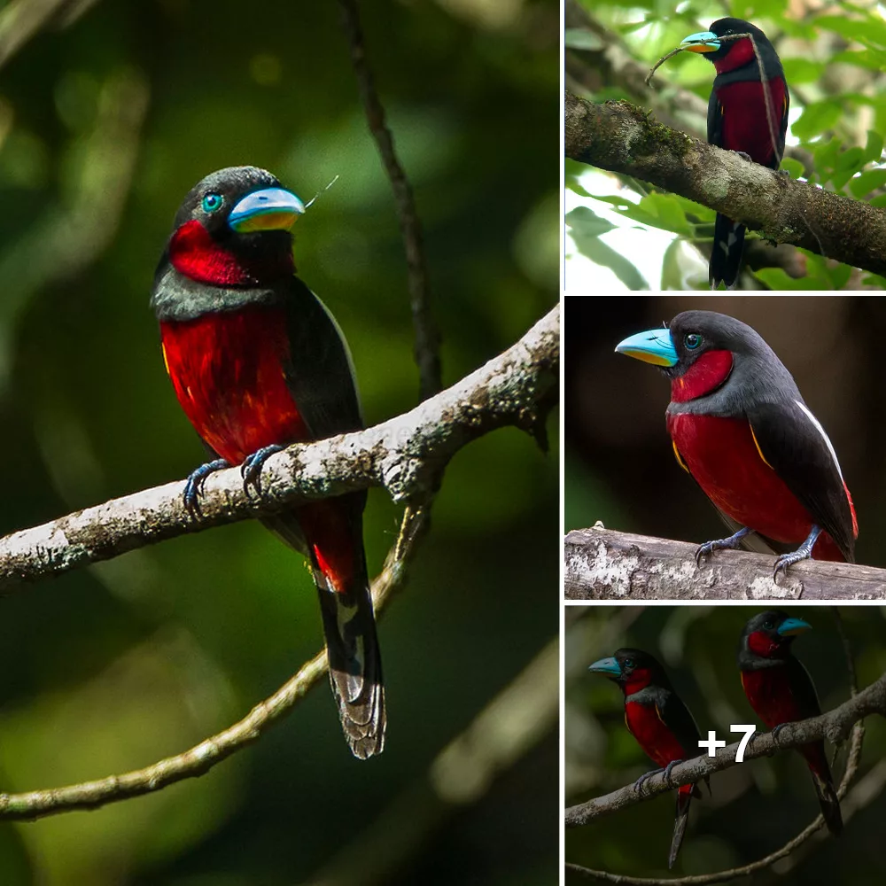Elegant Resident: Crimson Plumage, Velvet Black, and Turquoise Beak