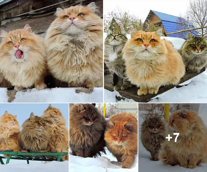 Winter Wonderland: Siberian Cats and Their Human Delight in Snowy Playtime