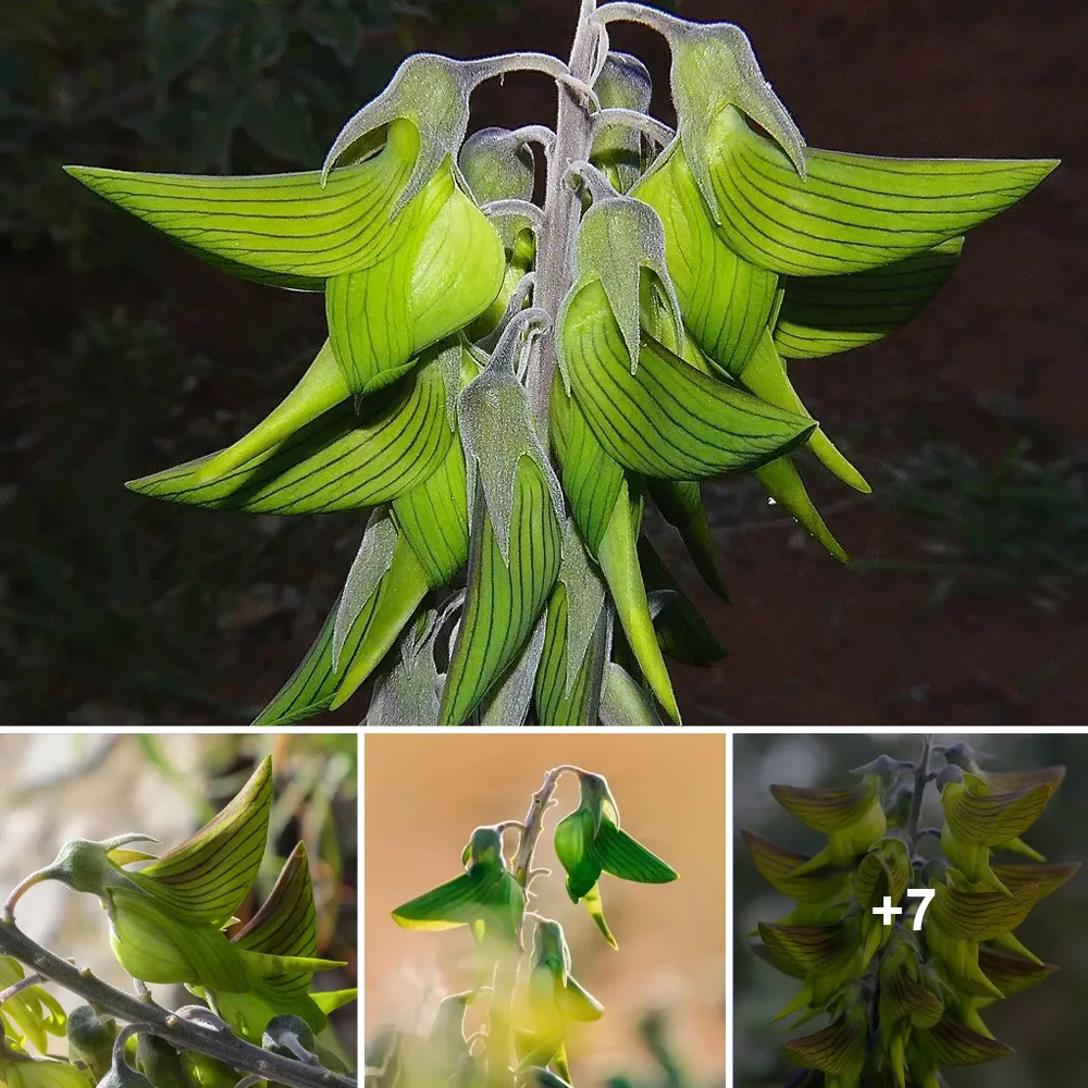 Unveiling Enchantment: The Captivating Realm of Hummingbird-Shaped Flowers in an Uncharted Land