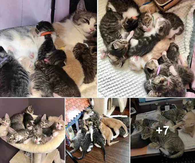 The Boundless Love of a Stray Cat: A Mother’s Sacrifice that Rescued Ten Kittens