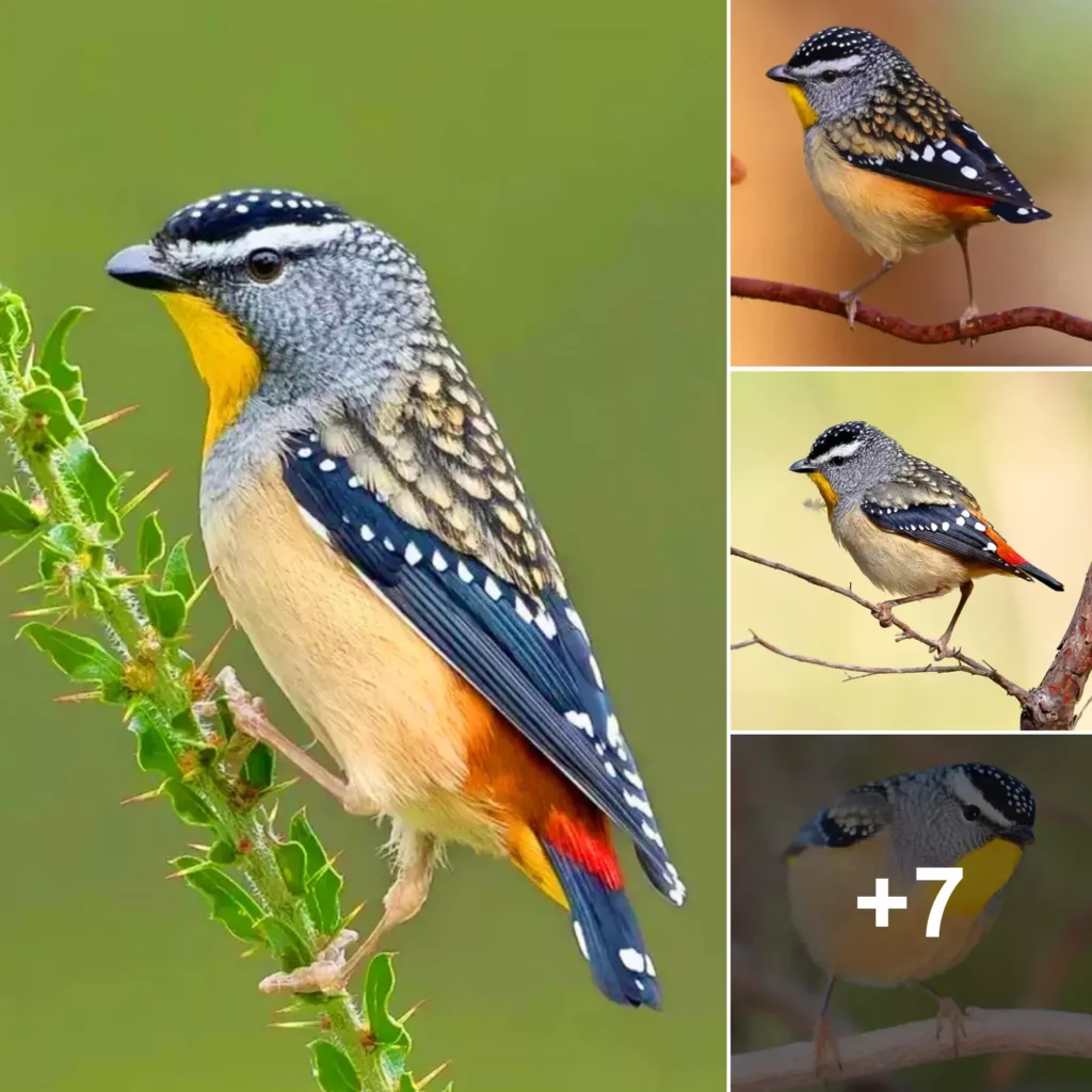 Uncovering the Hidden World of Spotted Pardalotes: Masters of Camouflage in the Australian Outback