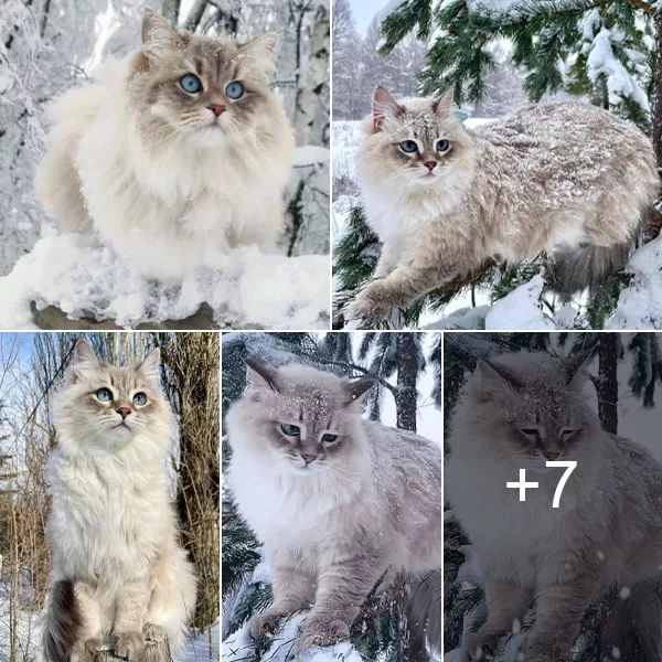 “Enchanting Moments: The Magical World of Siberian Cats Through the Lens”