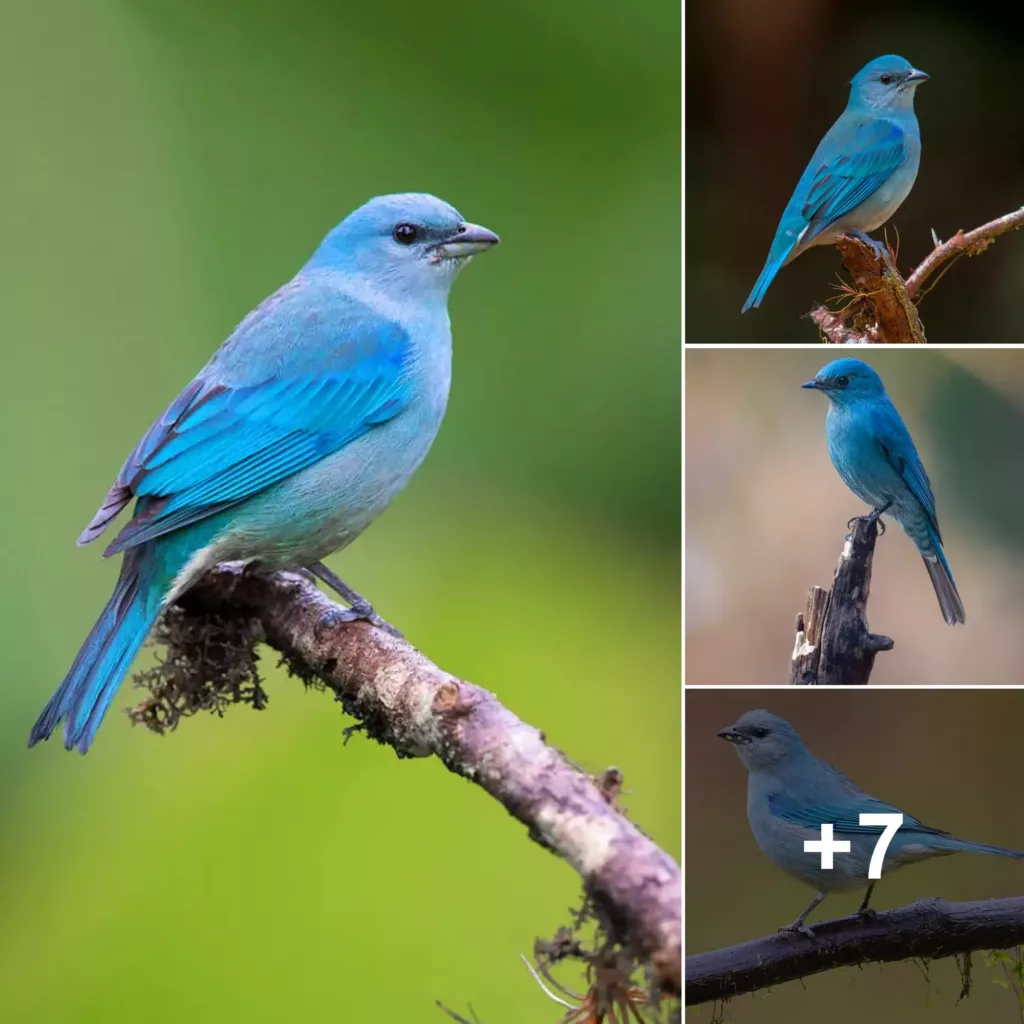 Exploring the Azure-Winged Tanager: A Breath-Taking Bird with a Spectacular Blend of Blues