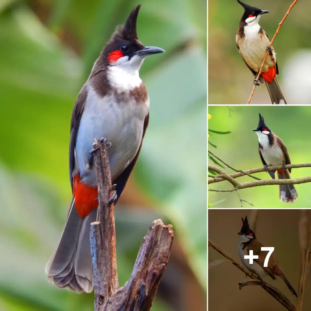 Encounter the Crimson-Crested Songster: A Celebration of Nature’s Avian Splendor.