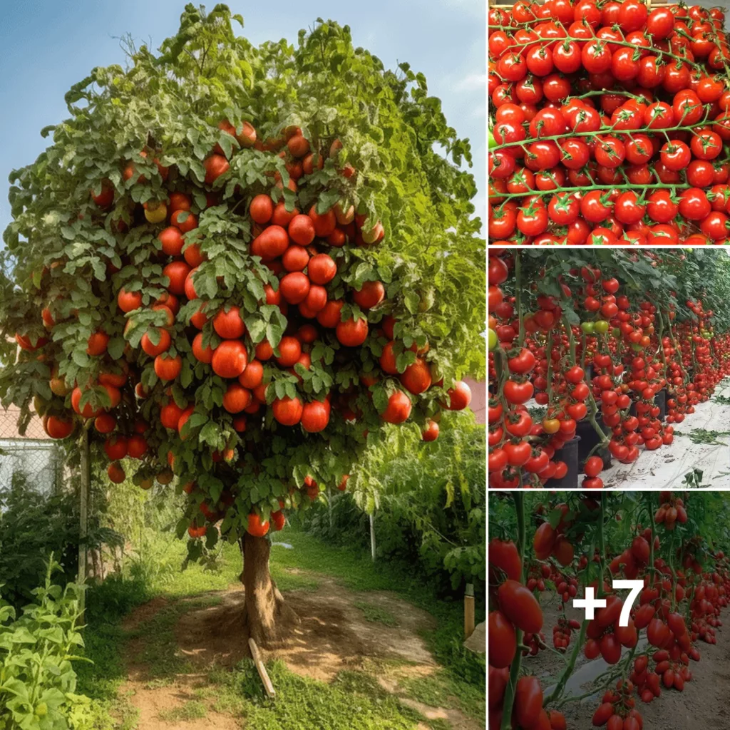 Nature’s Treasure: Unveiling the Abundance of Tomato Plant Fruits