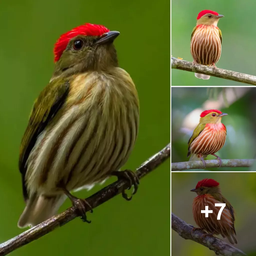 Adorable Avian Beauty: Tiny Bird’s Distinctive Red and White Vest
